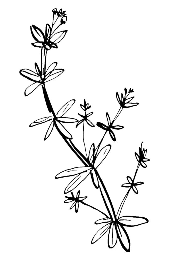 Dessin de gaillet à l'encre de noix de galle