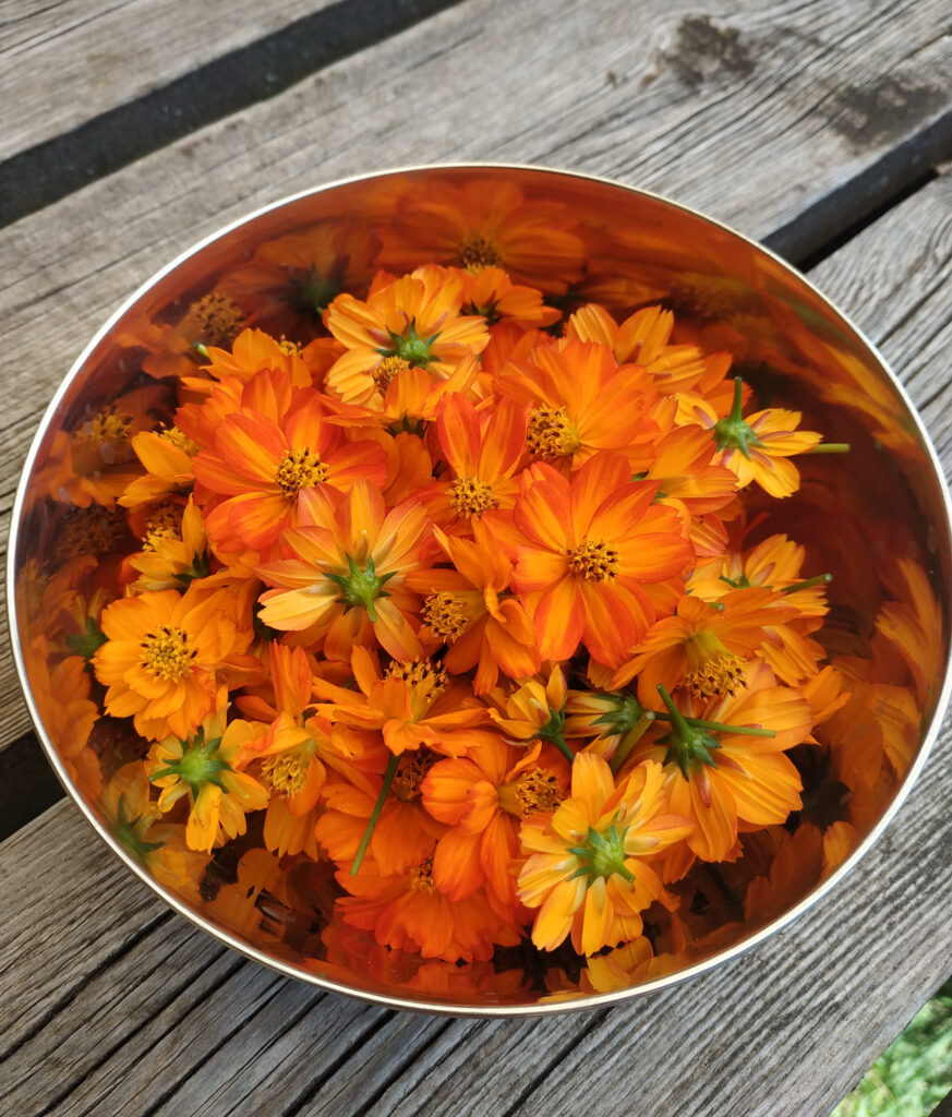 fleurs de cosmos